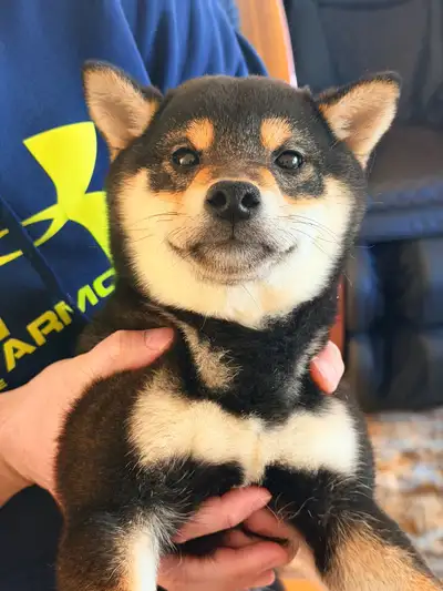 purebred Shiba Inu puppy, View more