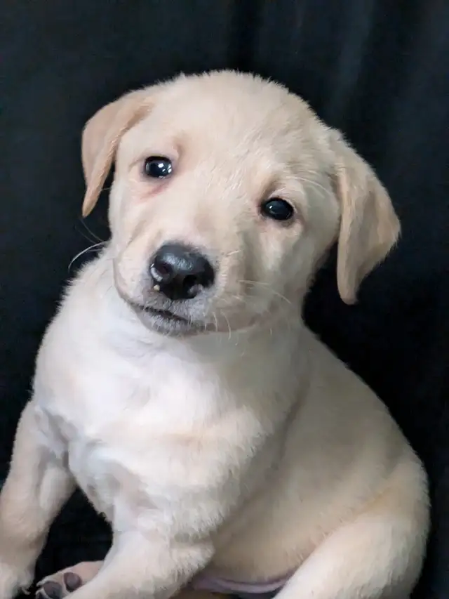 SALE..PUREBRED LAB PUPPY READY TO GO!!. ONLY FEW LEFT!! in Dogs & Puppies for Rehoming in Kitchener / Waterloo - Image 3
