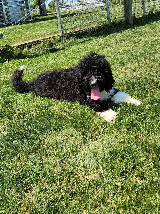 bernedoodle in Dogs & Puppies for Rehoming in Stratford - Image 5