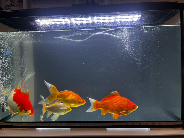 Gold Fish for sale! in Fish for Rehoming in Oshawa / Durham Region - Image 2
