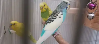 Budgies for sale, View more