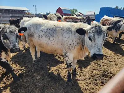 Long yearling speckle park heifer (born summer 2023) Very quiet, will come up and lick you in the pe...