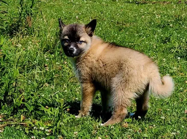 Husky x pup 1 girl with blue eyes in Dogs & Puppies for Rehoming in Ottawa - Image 3