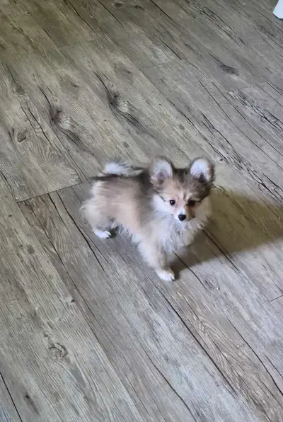 Pomeranian / Papillon Female Puppies, View more