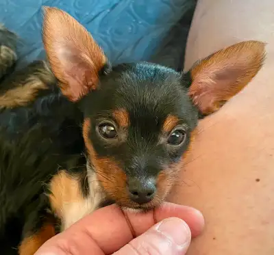 Beautiful baby girl that was born on February 16. She is currently 10 weeks old, fully weaned and re...