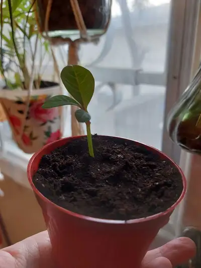 Madagascar Plant, View more