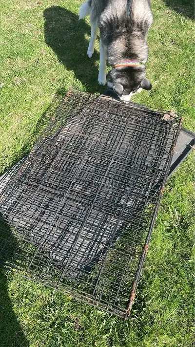 Extra large dog crate with plastic tray. Some rust but doesn’t affect the functionality. Asking $100...