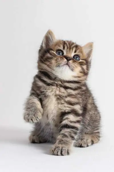 chaton British shorthair , View more