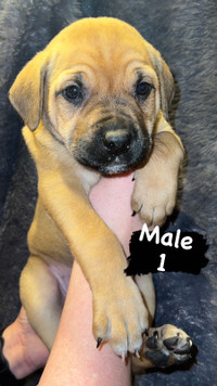PUPPIES ready to be rehomed APRIL 1st!!!