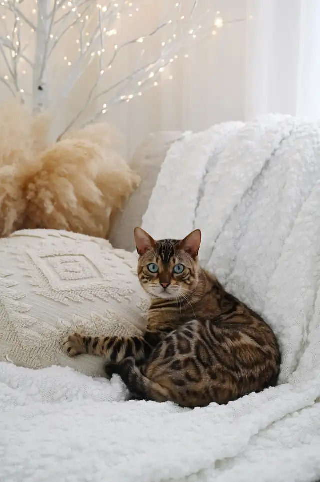 Bengal kitten snow in Cats & Kittens for Rehoming in Calgary - Image 11