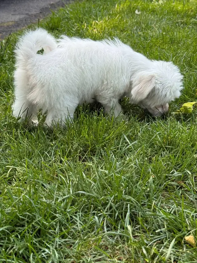 Gorgeous Maltese puppy in Dogs & Puppies for Rehoming in City of Toronto - Image 7