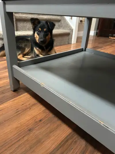 Collie/Norwegian elkhound mix 8 months old and he is fixed. He is about 40lbs and not expected to ge...