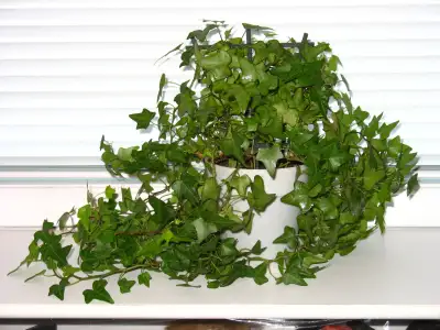 HOUSE PLANT - English Ivy plus free plant, View more