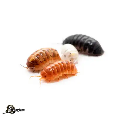 Armadillidium vulgare - Gem mix (12+), View more