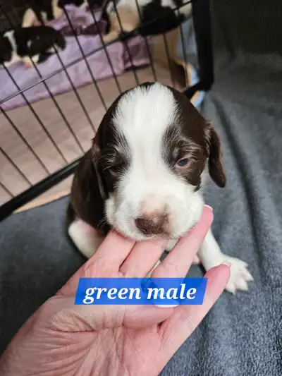Update.. just 2 pups left looking fir homes, pups are 2 .5 weeks old and just opened eyes abd are wo...