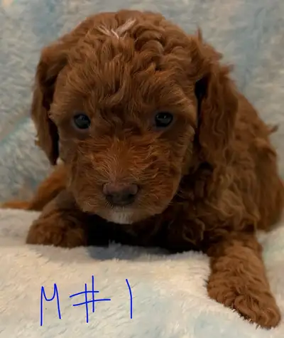 CAVAPOO PUPPIES, View more