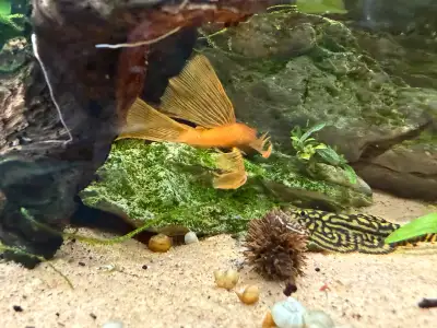 Male Super Red Longfin Pleco, View more