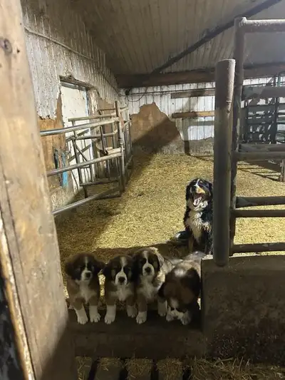 BLUE IS SOLD. ORANGE IS SOLD. We have four beautiful Saint Bernese puppies. Mom is a purebred Bernes...