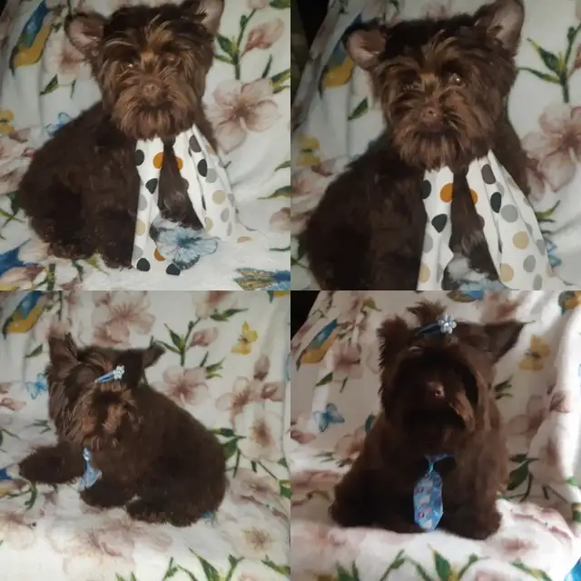 VRAI BEAUTÉ RARE YORKSHIRE 3/4 CHOCOLAT BABY Face in Dogs & Puppies for Rehoming in Longueuil / South Shore - Image 3