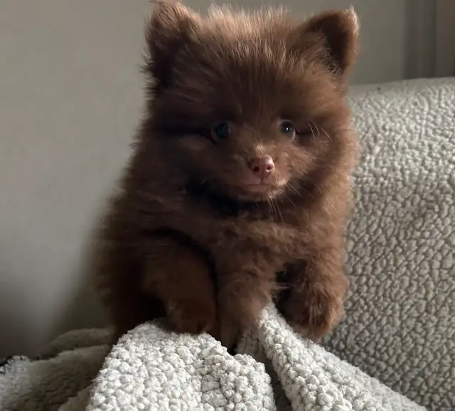Pomeranians in Dogs & Puppies for Rehoming in Penticton - Image 6