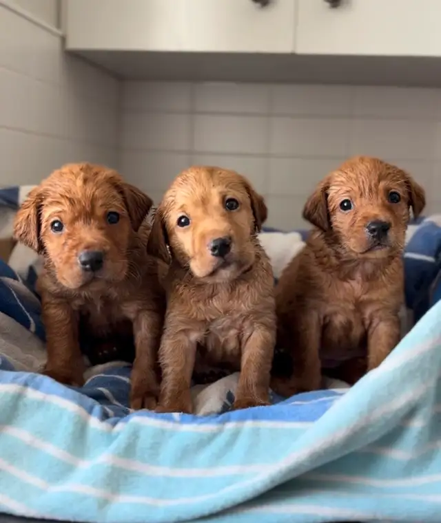 CKC Fox Red Lab Guardian Program in Dogs & Puppies for Rehoming in Norfolk County - Image 8