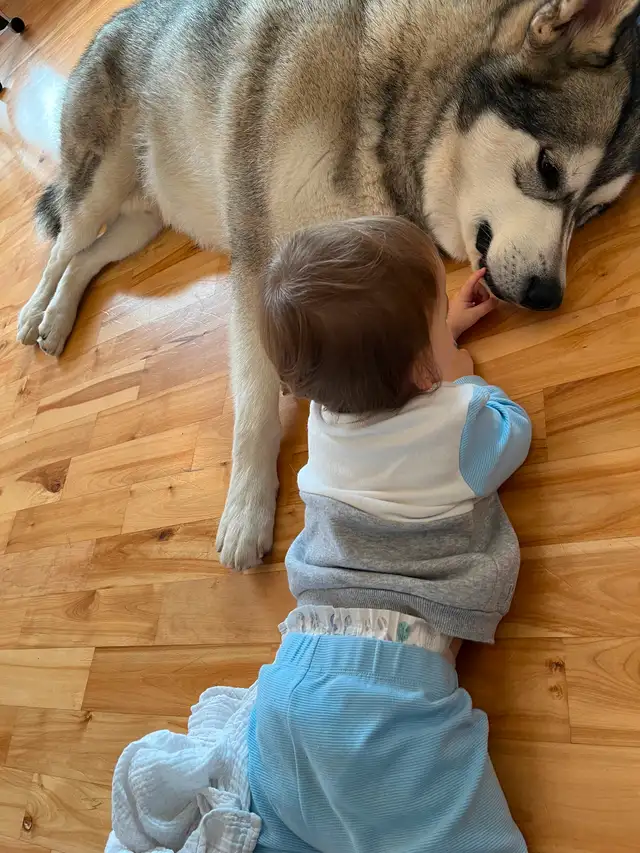 Male Alaskan Malamute/Malamute d’Alaska mâle in Dogs & Puppies for Rehoming in Gatineau - Image 10