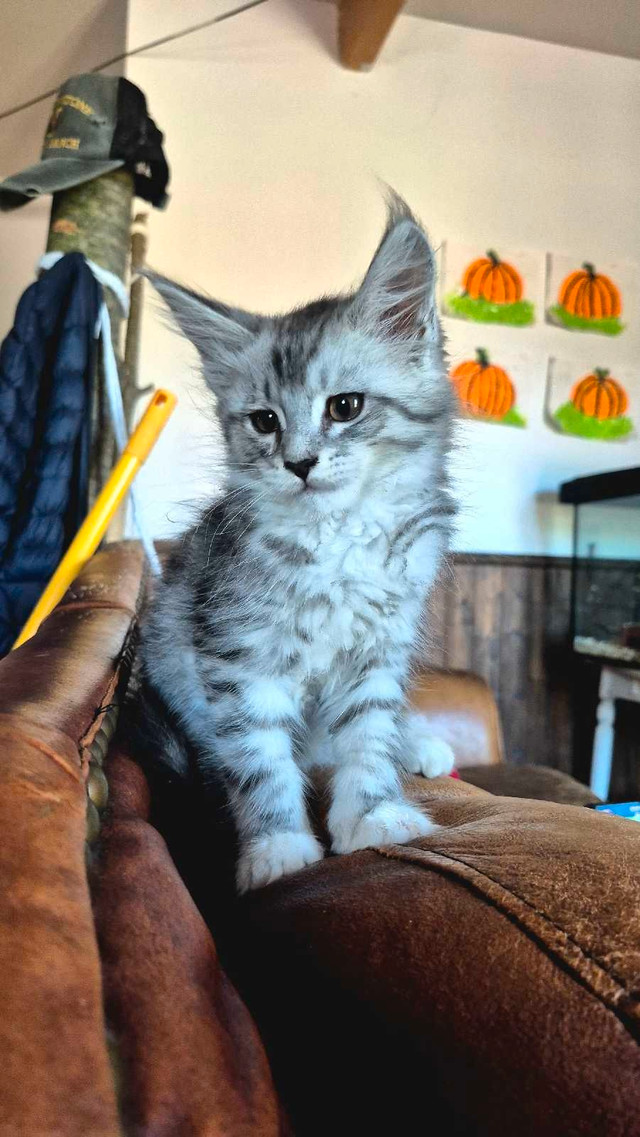 main coon chaton dans Chats et chatons à adopter  à Shawinigan - Image 3