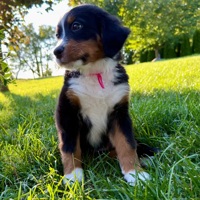 Guardian Homes Wanted - Bernese Mountain Dogs Male & Female! in Dogs & Puppies for Rehoming in Markham / York Region - Image 5