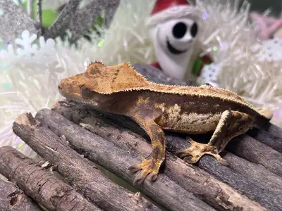 Empty Back Male Crested Gecko , View more