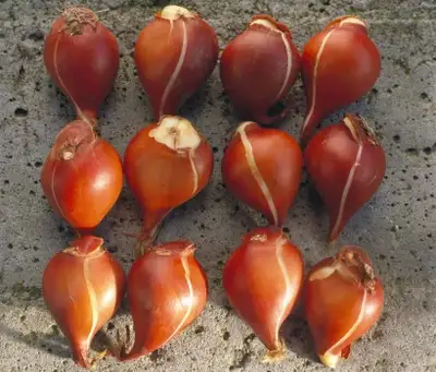 Tulip seeds, 2 for $1, View more
