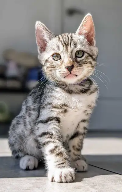 Chatons de Bengal à venir printemps 2026, View more