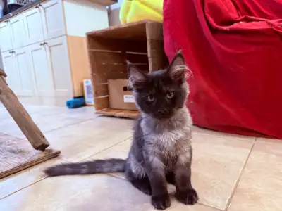 Purebred European Lineage Maine Coon Kittens, View more