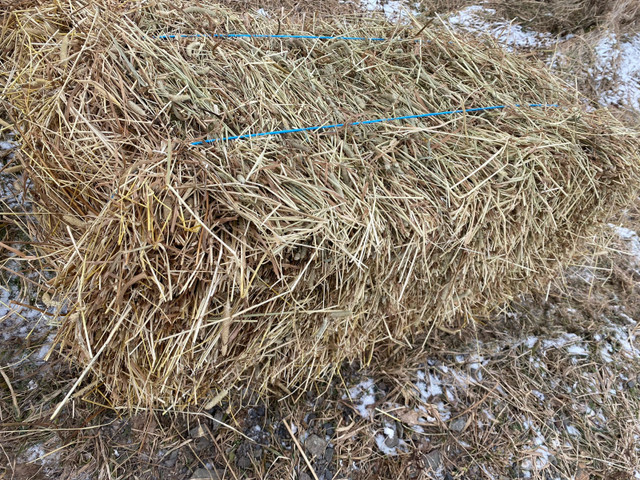 Wheat and Barley Staw,  Hay and delivery available in Equestrian & Livestock Accessories in Bedford - Image 2