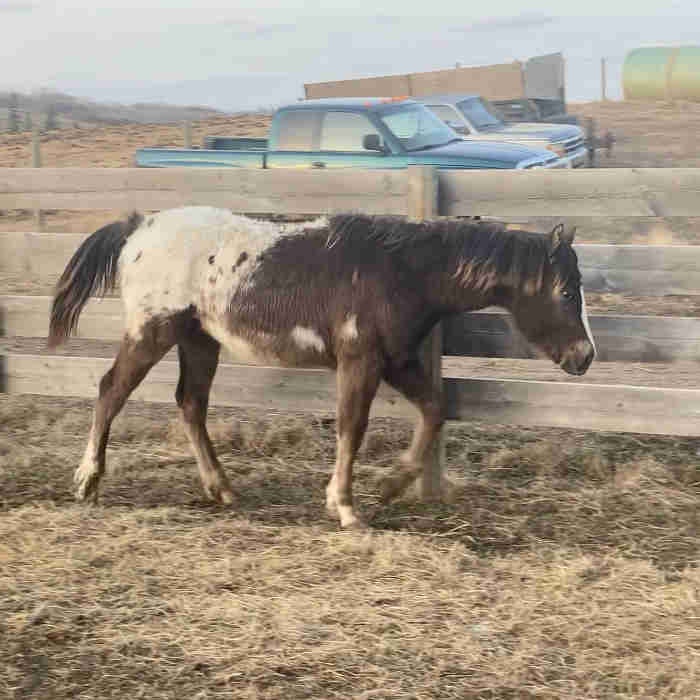 Yearling Appaloosa colt Horses & Ponies for Rehoming Lloydminster