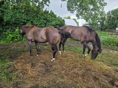 Grullos - Mare and Gelding, View more