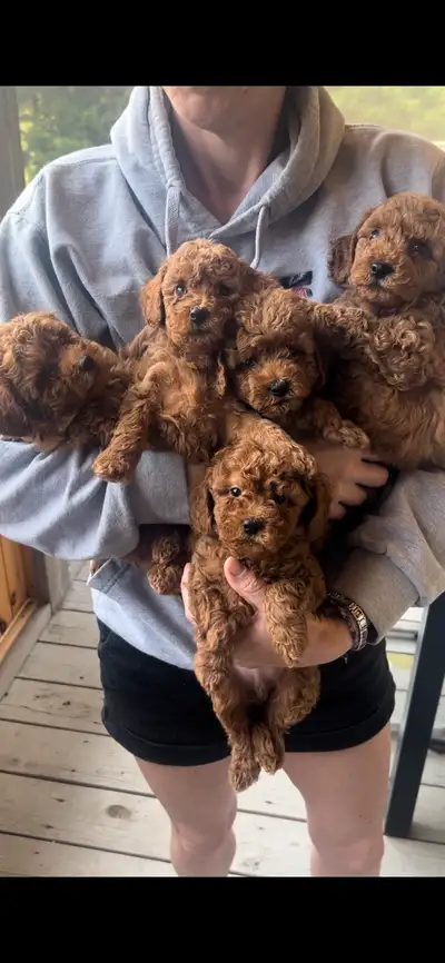Voici nos magnifiques chiots Caniche toys, de couleur rouge, prêts à trouver leurs nouvelles famille...