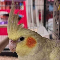 baby cockatiel Kawartha Lakes Peterborough Area Preview