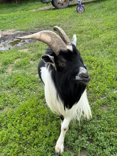 Beautiful Purebred Nigerian Dwarf Buck, View more