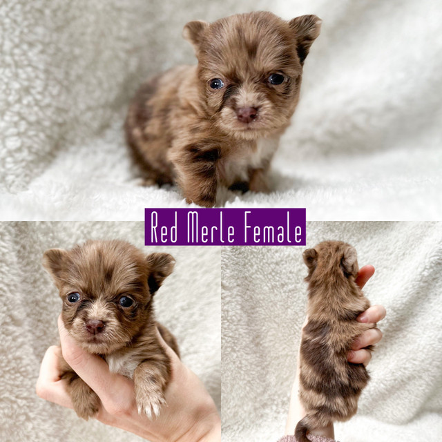 F1B PomChi Babies! in Dogs & Puppies for Rehoming in Nanaimo