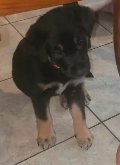 Chiots german shepherd x rottweiler, View more