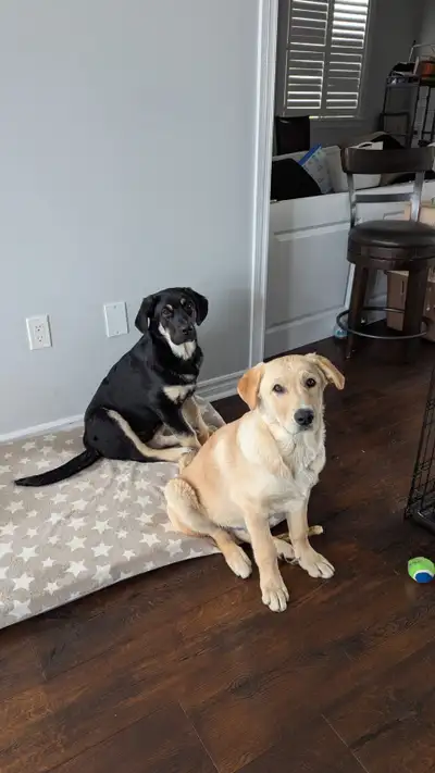 Puppies for sale, View more