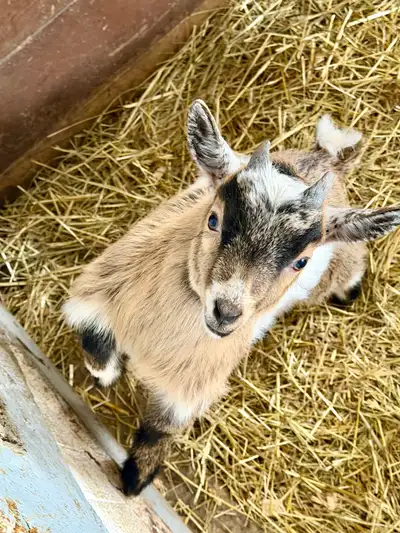 Born December 16, 2025, ready to go to their new homes the second week of February. Healthy, well-st...