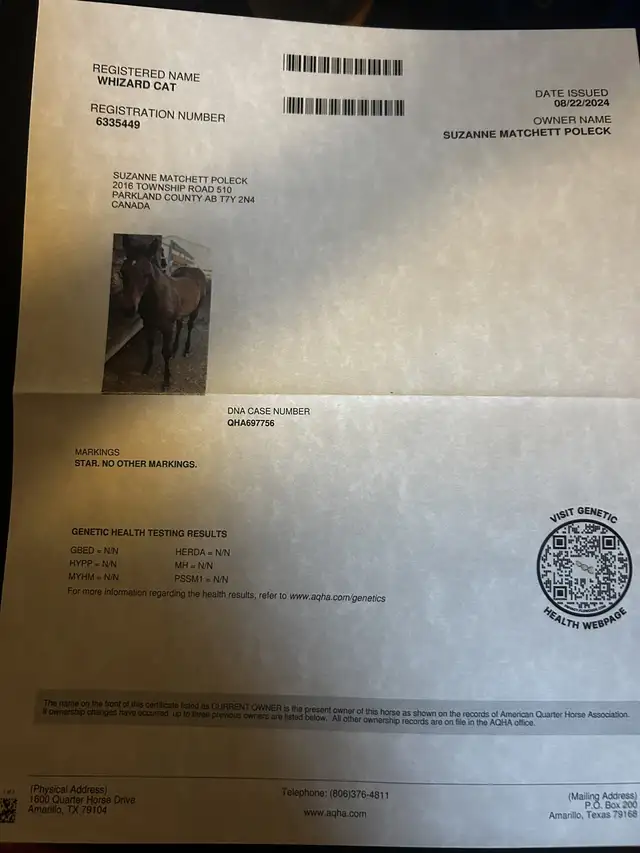 Red Hott Cat coming 2yr old filly in Horses & Ponies for Rehoming in St. Albert - Image 4