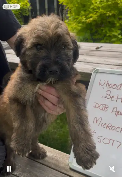We have some gorgeous whoodle puppies available and looking for their loving forever homes. These sw...