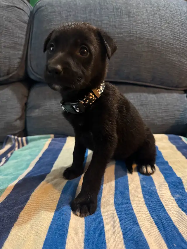 shepherd cross puppies in Dogs & Puppies for Rehoming in Sarnia - Image 7
