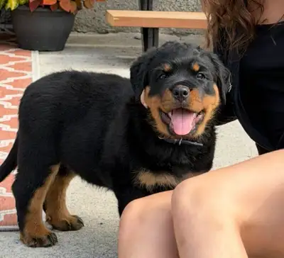 Puppy Rottweiler - Chiot Rottweiler (9 months), View more