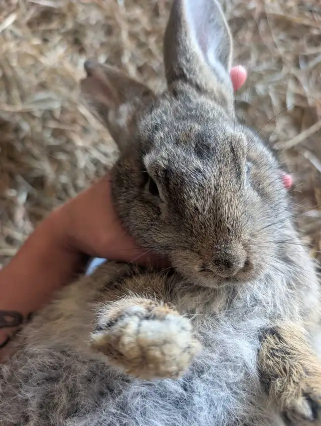 Flemish giant rabbit | Small Animals for Rehoming | Owen Sound | Free ...
