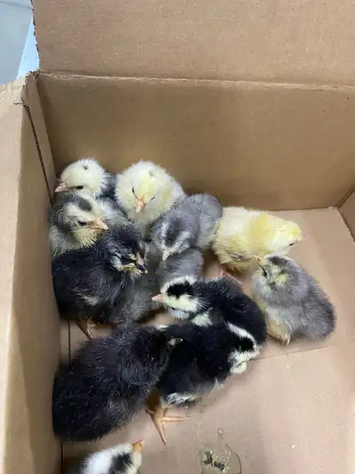 Chicks for SALE!, View more