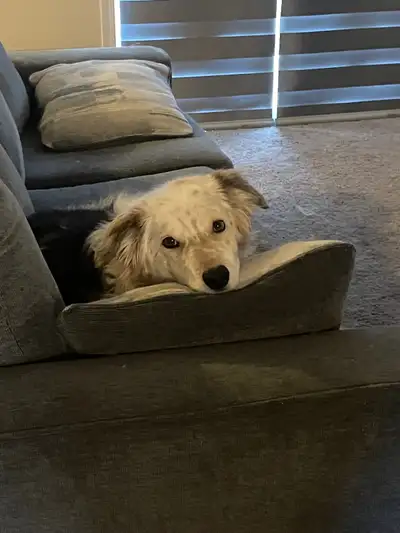 Hi! I recently turned 20 (my name’s Cadey) and I’m looking for some side jobs such as walking dogs....