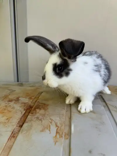Flemish giant rabbit, View more